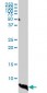 ATOX1 Antibody (monoclonal) (M01)